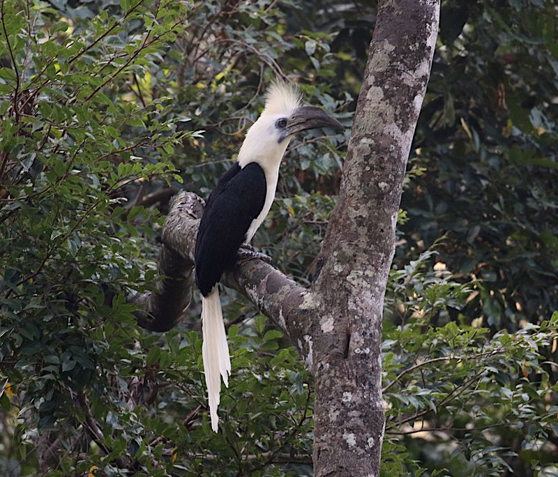 White-crowned Hornbill