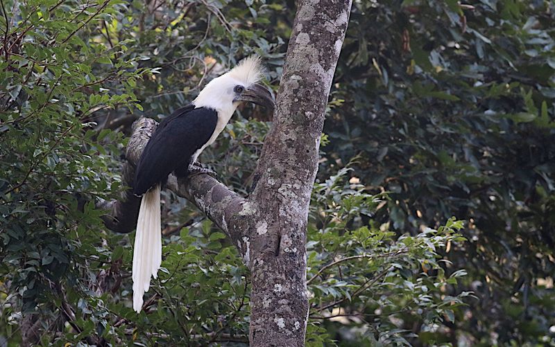 White-crowned Hornbill