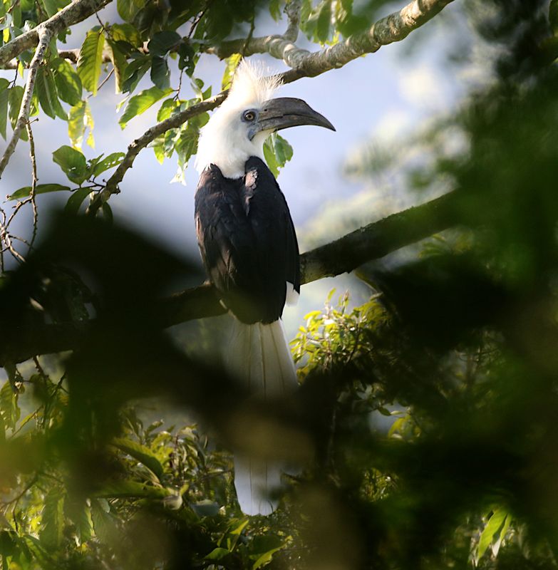 White-crowned Hornbill