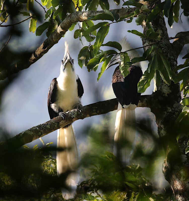 White-crowned Hornbill