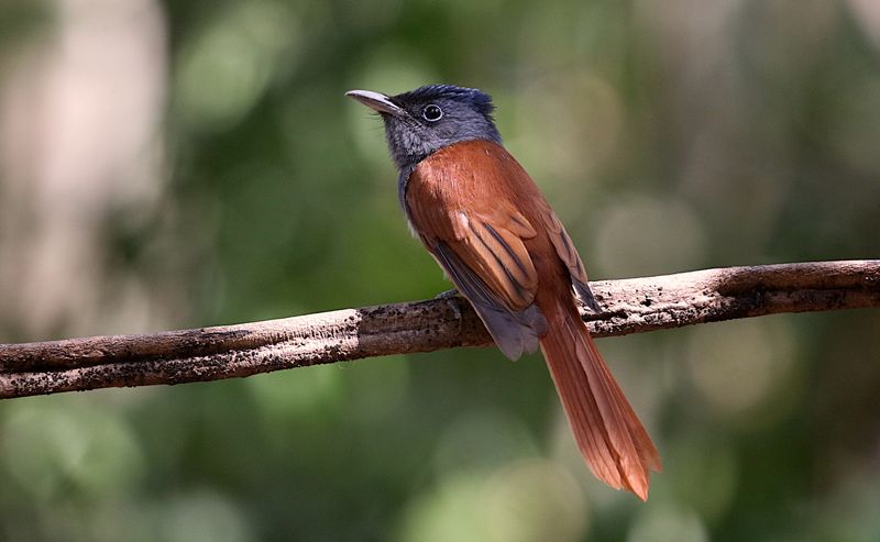 Blyth's Paradise Flycatcher