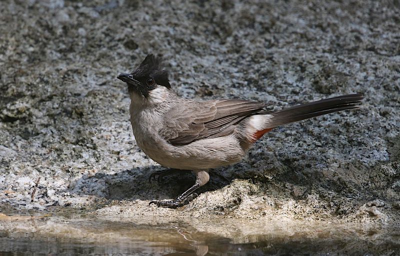 Sooty-headed Bulbul