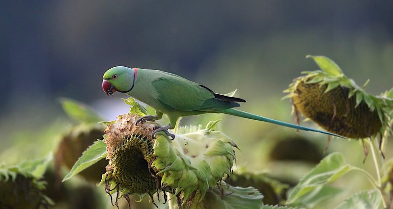 Rose-ringed Parakeet