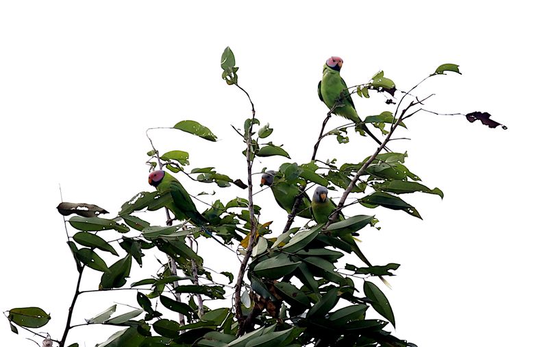 Blossom-headed Parakeet
