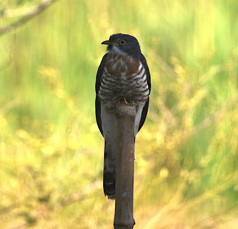 Large Hawk Cuckoo