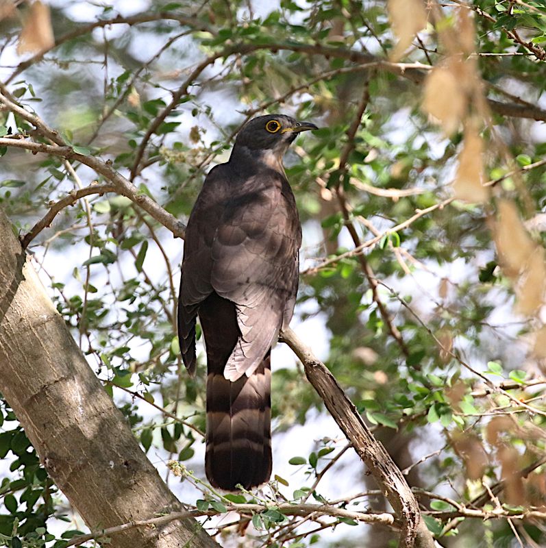 Large Hawk Cuckoo