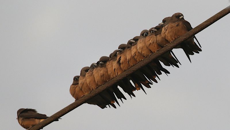 Ashy Woodswallows
