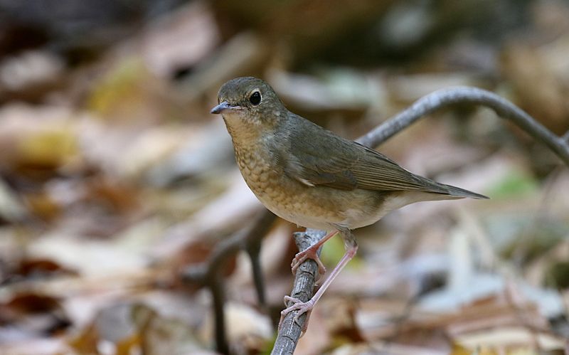 Siberian Blue Robin