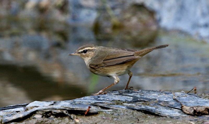 Dusky Warbler
