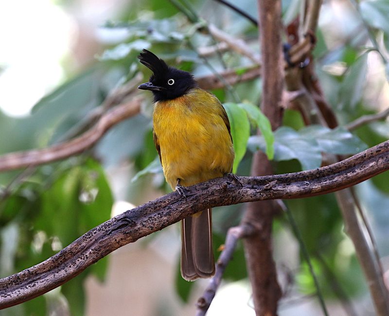 Black-crested Bulbul