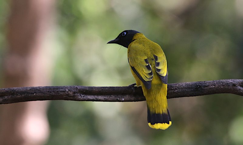 Black-headed Bulbul