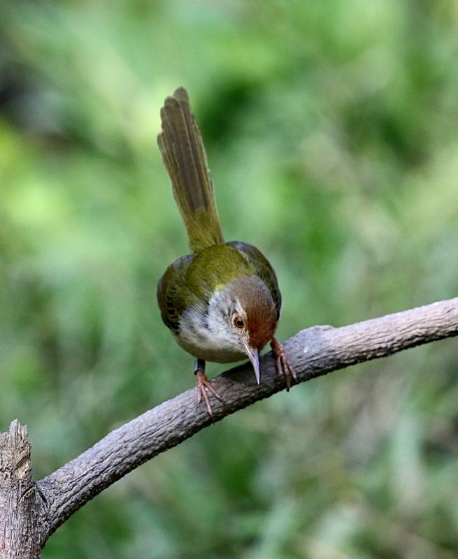 Common Tailorbird