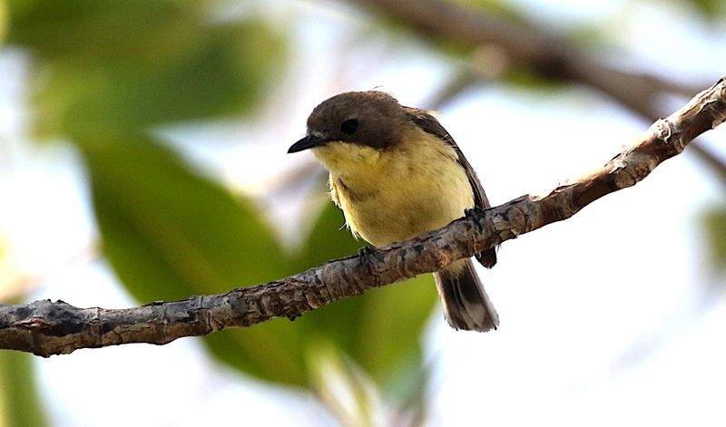 Golden-bellied Gerygone