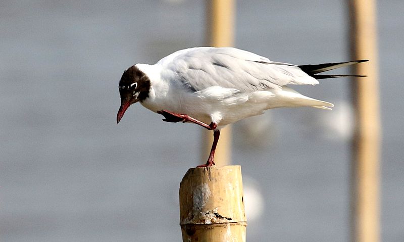 Black-headed Gull