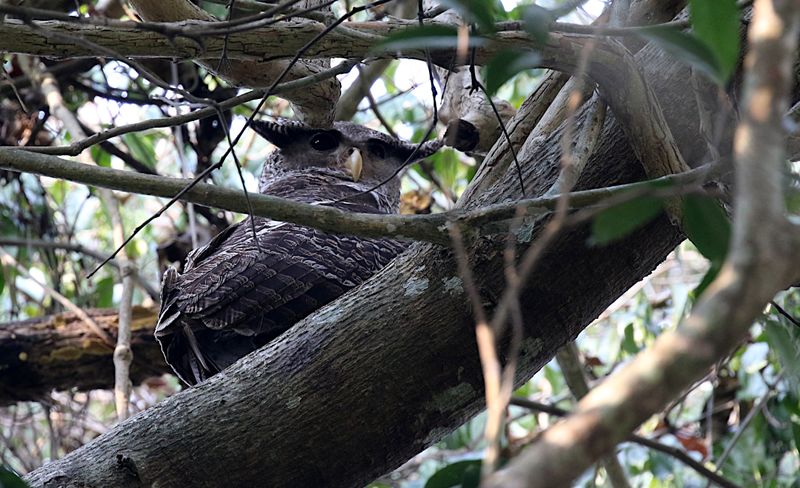 Spot-bellied Eagle-Owl