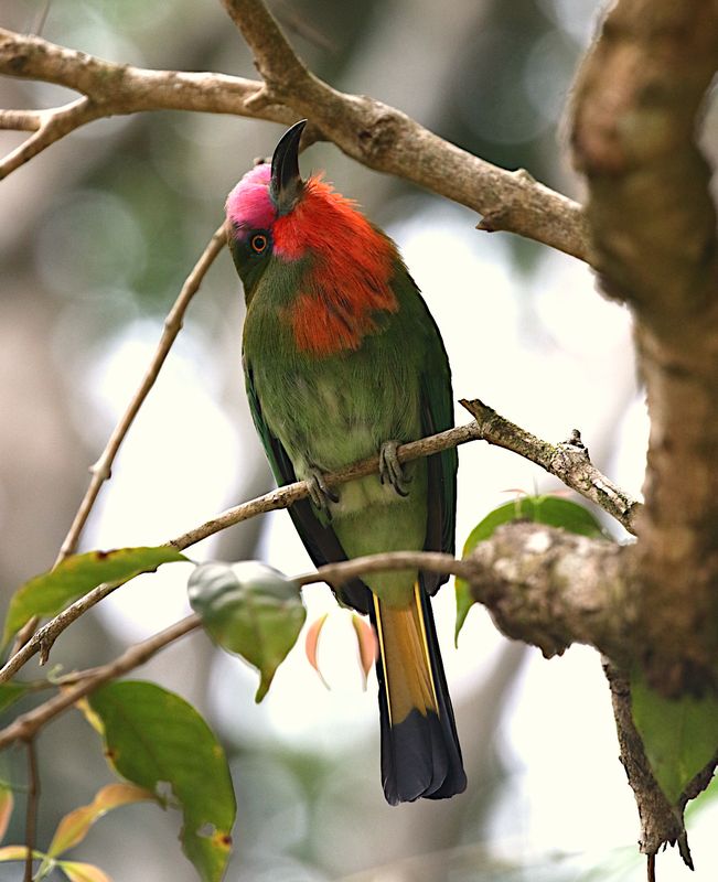 Red-bearded Bee-eater