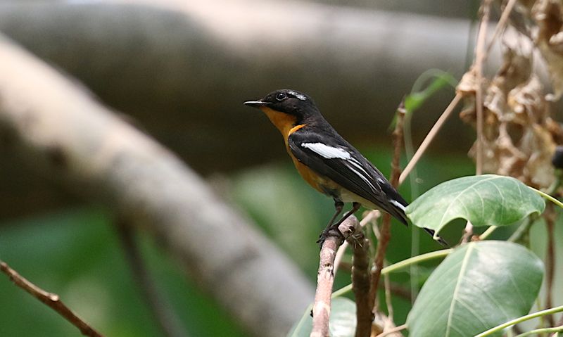 Mugimaki Flycatcher