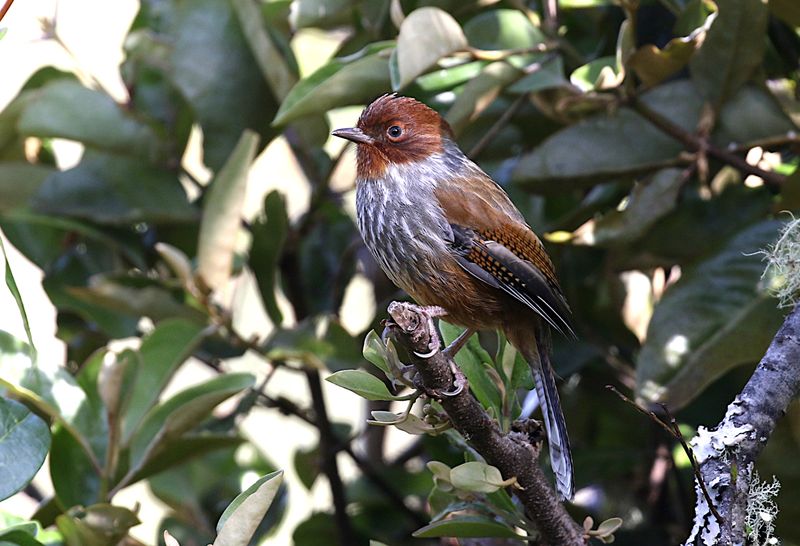 Taiwan Barwing (endemic)