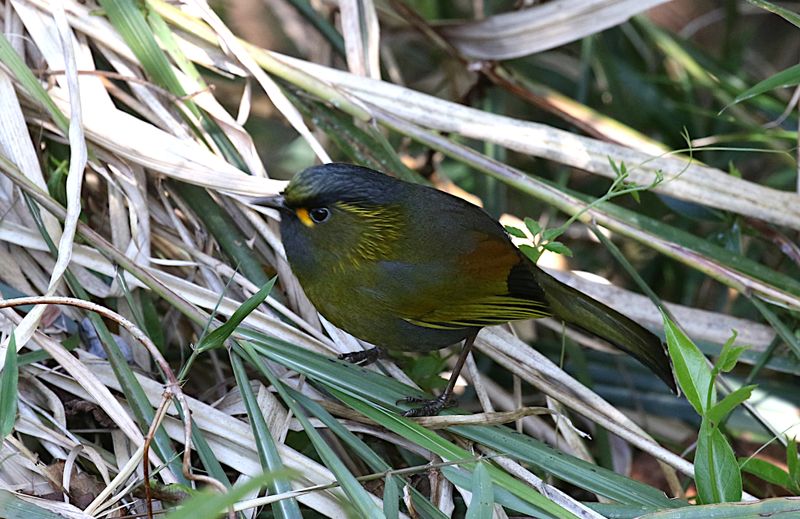 Taiwan Liochicla (endemic)