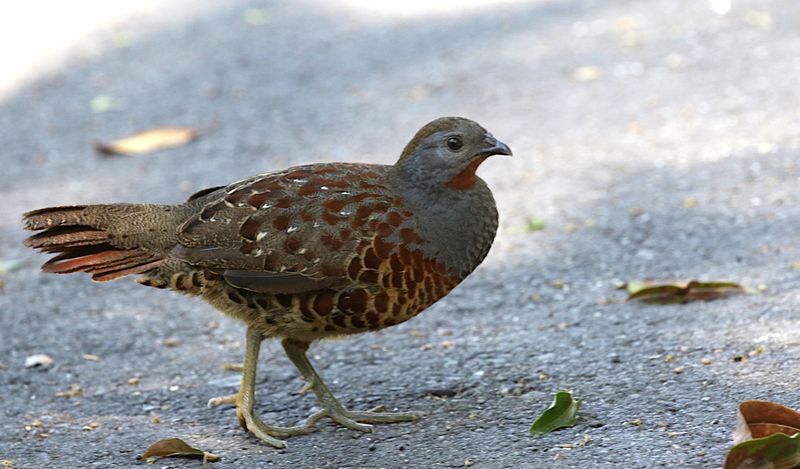 Taiwan Bamboo Partridge (endemic)