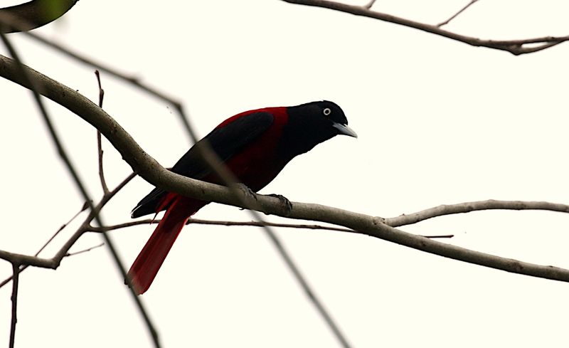 Maroon Oriole (Red Oriole) (Oriolus traillii ardens)