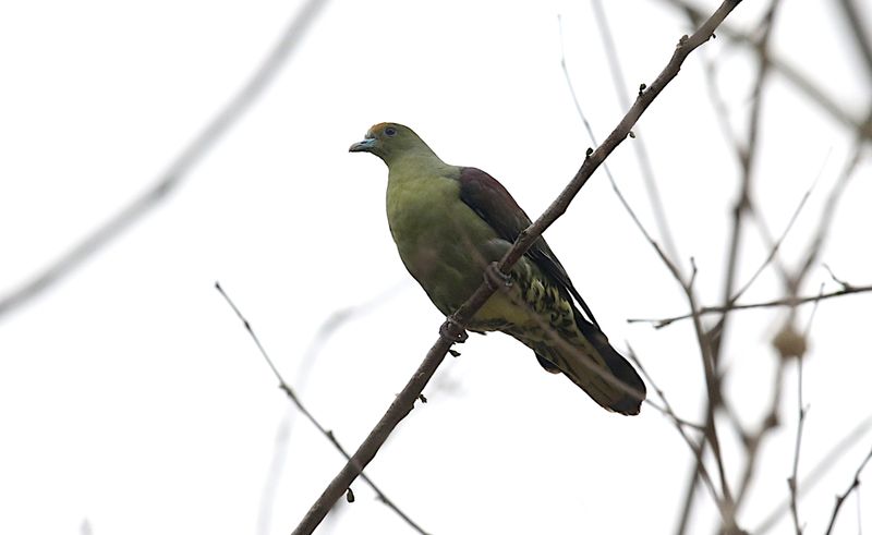 Taiwan Whistling Green Pigeon (endemic)