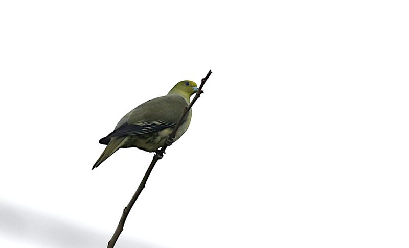 White-bellied Green Pigeon