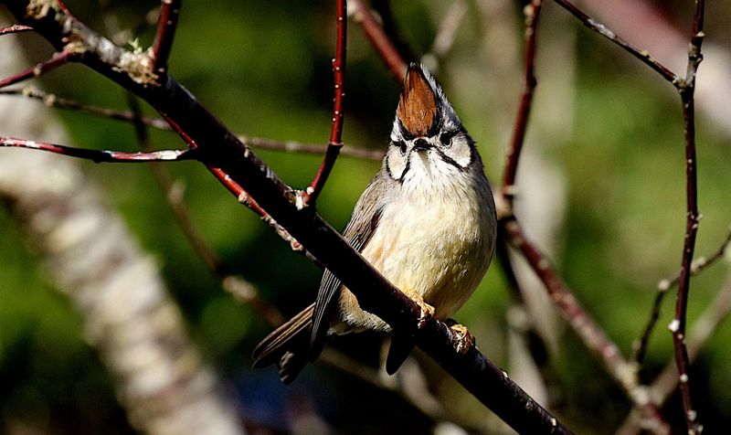 Tainan Yuhina (endemic)