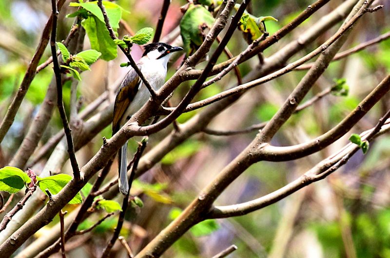 Taiwan Bulbul (endemic)