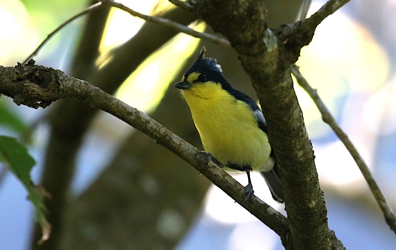 Taiwan Yellow Tit (endemic)