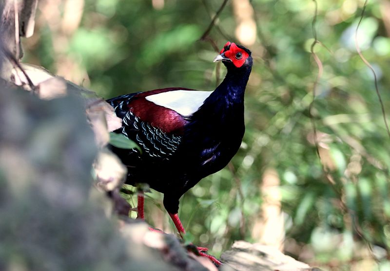 Swinhoe's Pheasant (endemic)