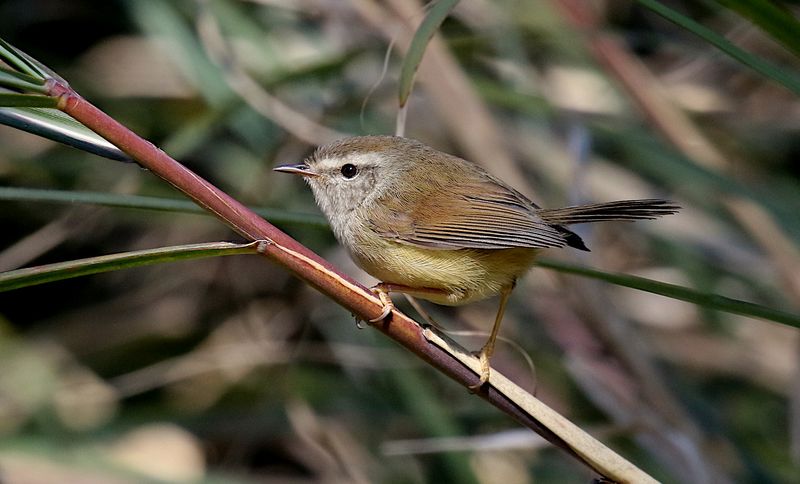 Yellowish-bellied Bush Warbler