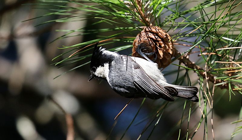 Coal Tit (Periparus ater ptilosus)