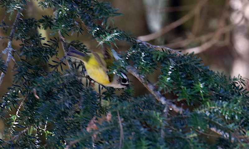 Flamecrest (endemic)