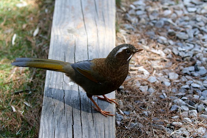 White-whiskered Laughingthrush (endemic)