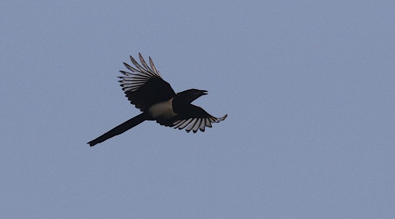 Oriental Magpie