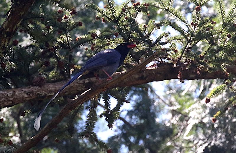 Taiwan Blue Magpie (endemic)