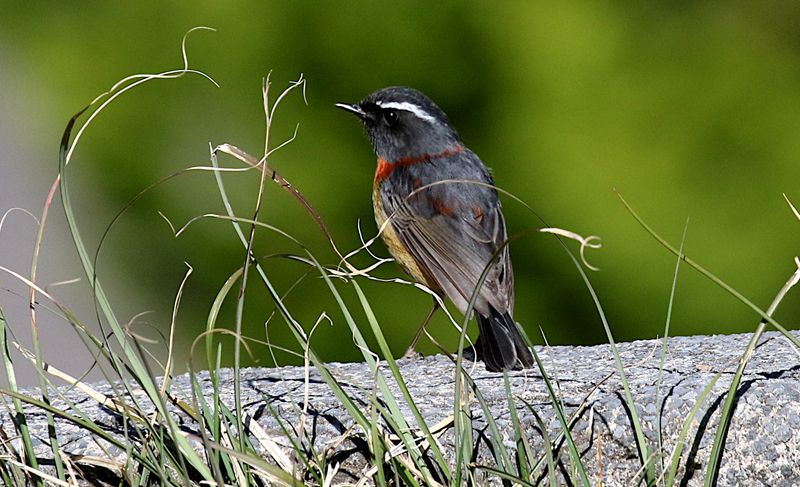 Collared Bush-Robin (endemic)