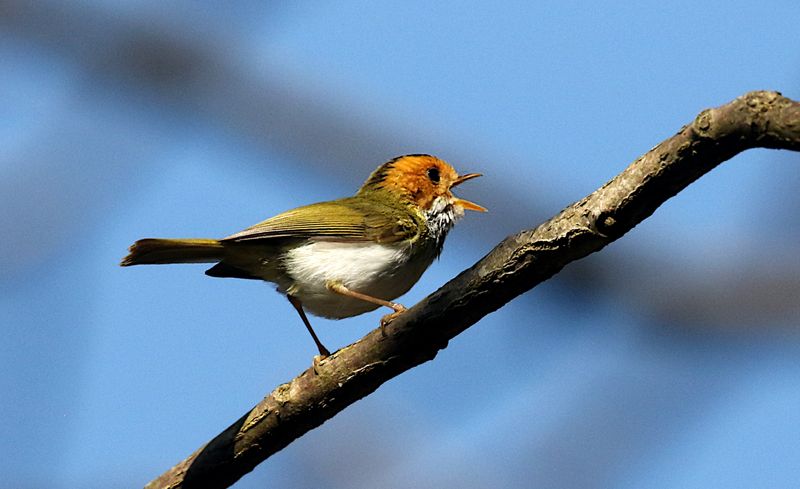 Rufous-faced Warbler