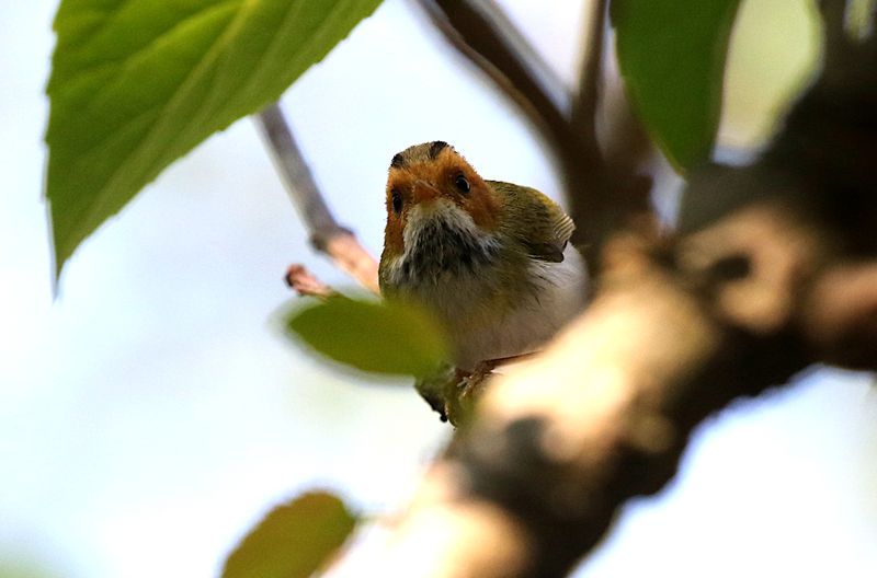Rufous-faced Warbler