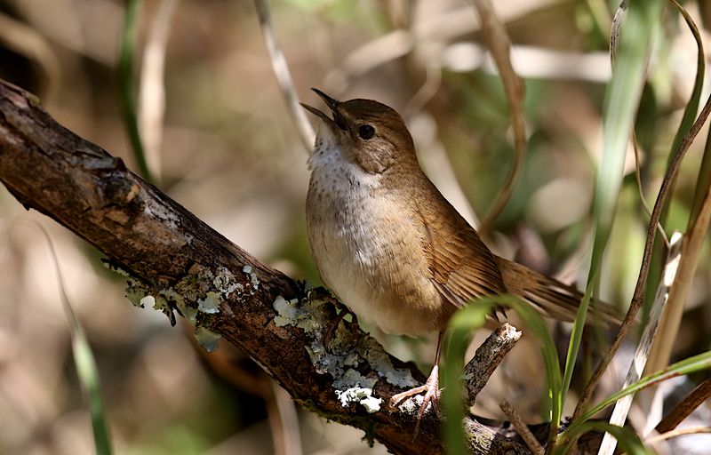 Taiwan Bush Warbler (endemic)