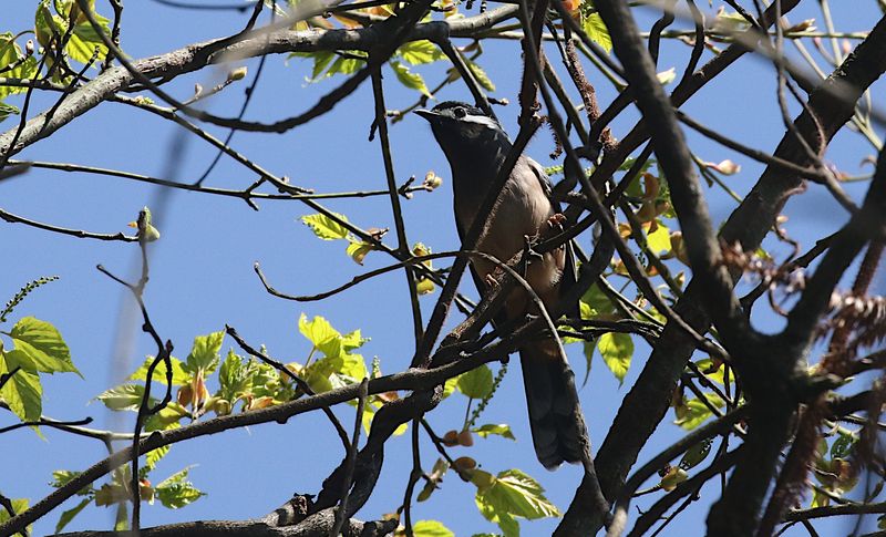 White-eared (Taiwan) Sibia (endemic)