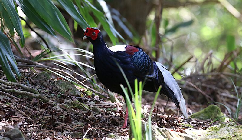 Swinhoe's Pheasant (endemic)