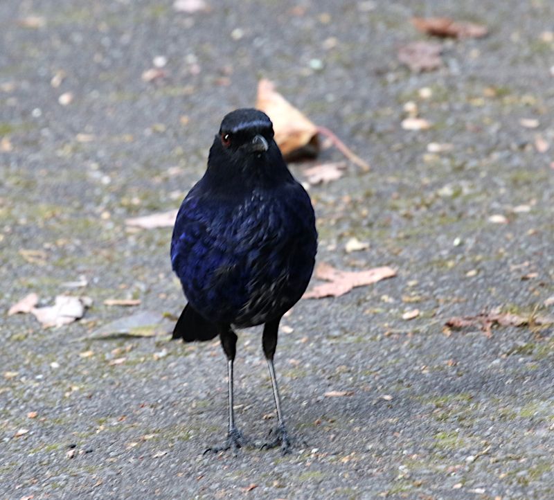 Taiwan Whistling Thrush (endemic)
