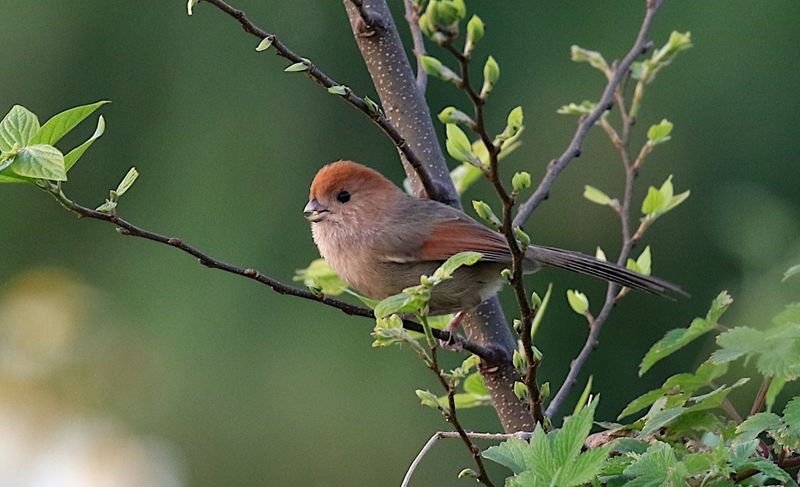 Vinous-throated Parrotbill (Sinosuthora webbiana bulomacha)