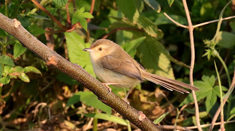 Plain Prinia ( Prinia inornata franklinii)