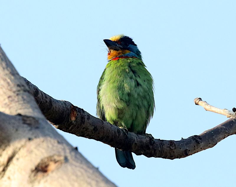 Taiwan Barbet (endemic)