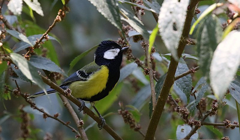 Green-backed Tit (Parus monticolus insperatus)