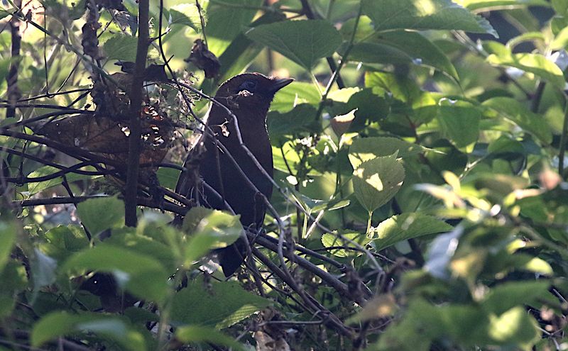 Rusty Laughingthrush (endemic)