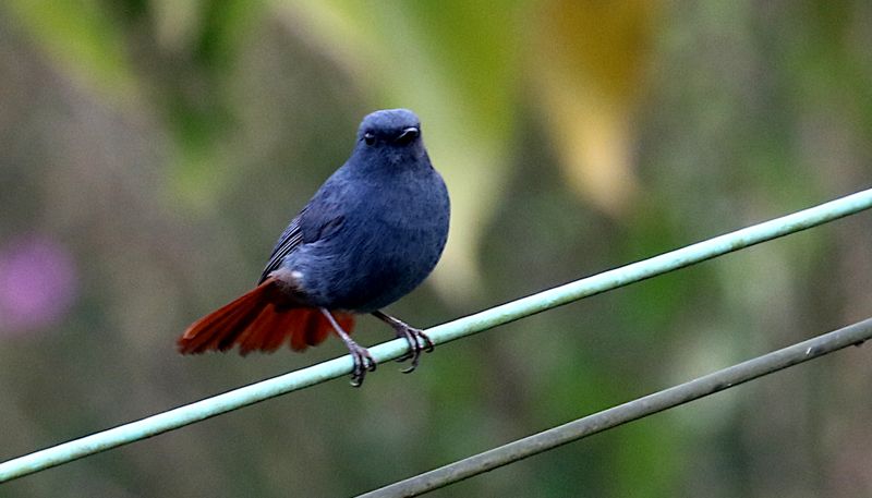 Plumbeous Redstart